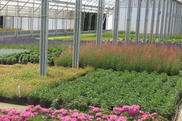 floral ornamental coir pro floral ornamental coir pro
