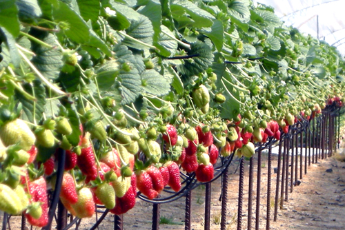 fruit growers coir pro soft fruit growers coir pro