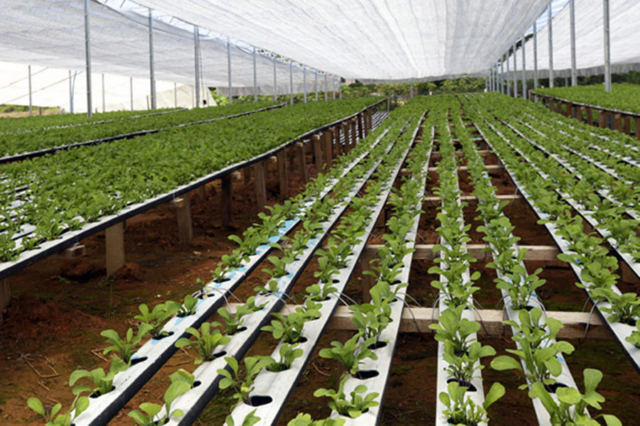 horticultural coir ltd vegetable growers