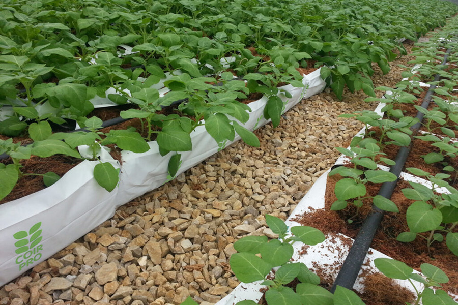 quality control horticultural coir ltd horticultural coir ltd