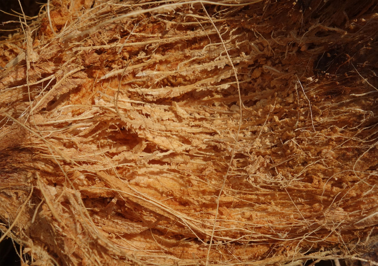 what is coir after